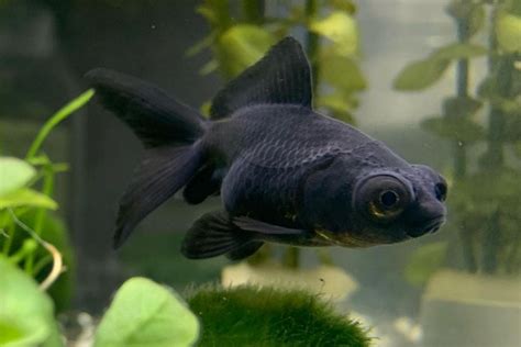 black moor goldfish care|More.